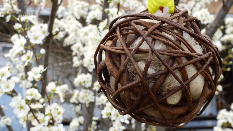 Bird Nesting Ball Plum Blossom Farm